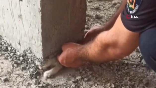 Yavru kedinin üzerine beton döktüler! İtfaiyenin takdir toplayan operasyonu kamerada