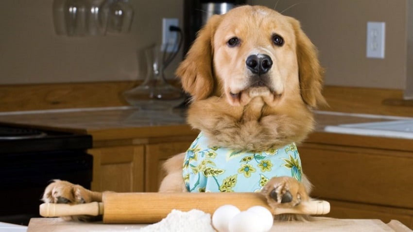 Köpeklere Çiğ Yumurta Verilir mi? Köpeklere Çiğ Yumurta Verilir mi?