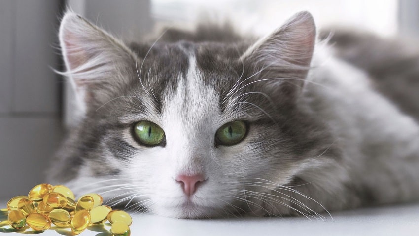 Kedi Ve Köpekler İçin Omega-3 Balık Yağı Faydaları