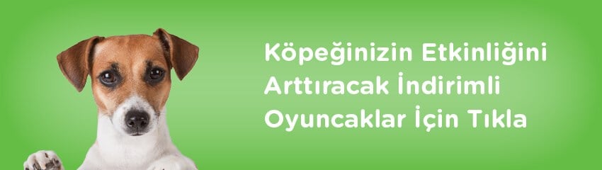 Evcil Hayvan Almadan Önce Düşünmeniz Gerekenler Evcil Hayvan Almadan Önce Düşünmeniz Gerekenler
