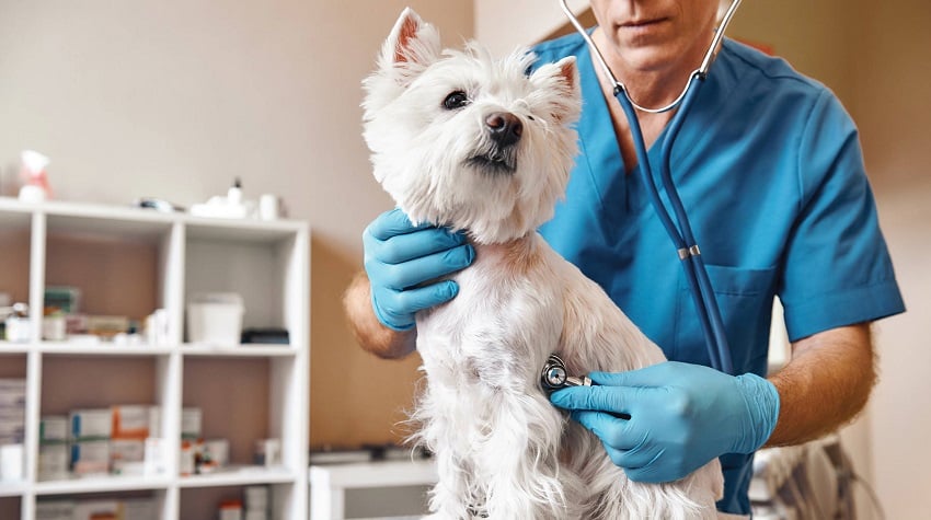 Köpeğinizin Rutin Bakımları Köpeğinizin Rutin Bakımları