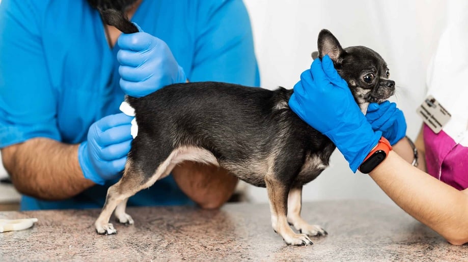 Köpeklerde Anal Kese Köpeklerde Anal Kese