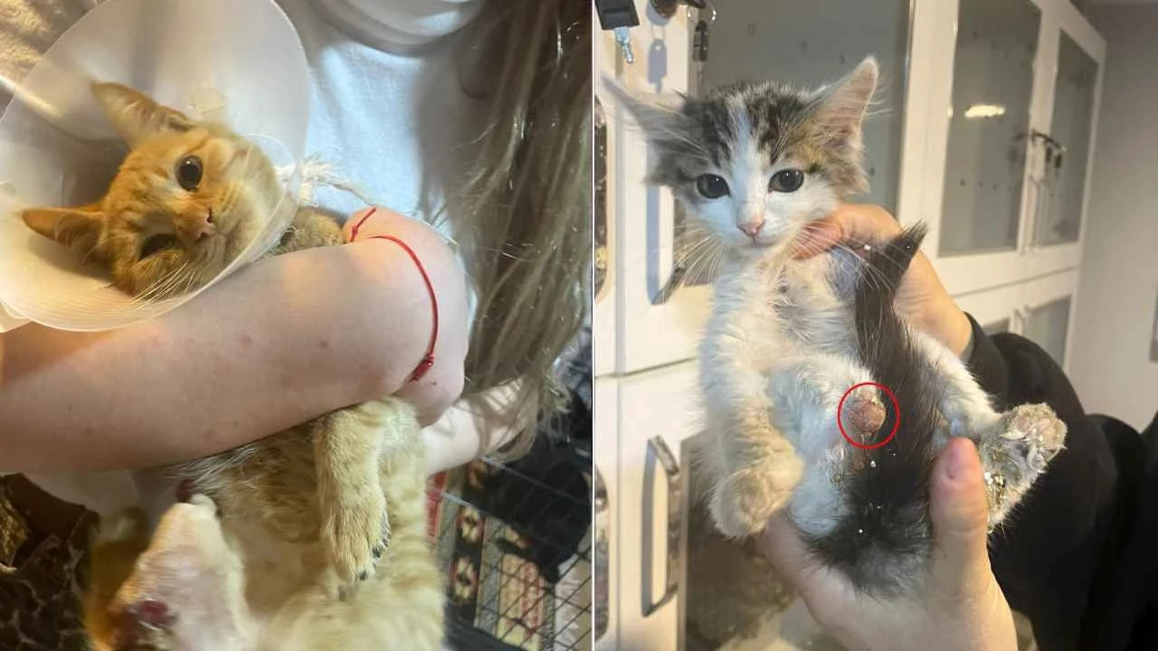 Böyle vahşet görülmedi ! Büyü yapmak için kedilerin patilerini kestiler