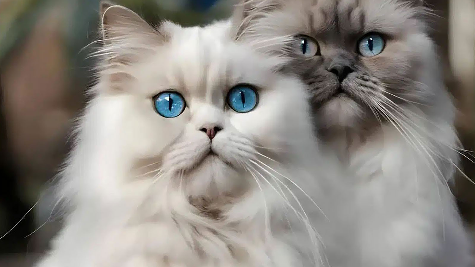 Kedi için 10 bin TL nafaka kararı!