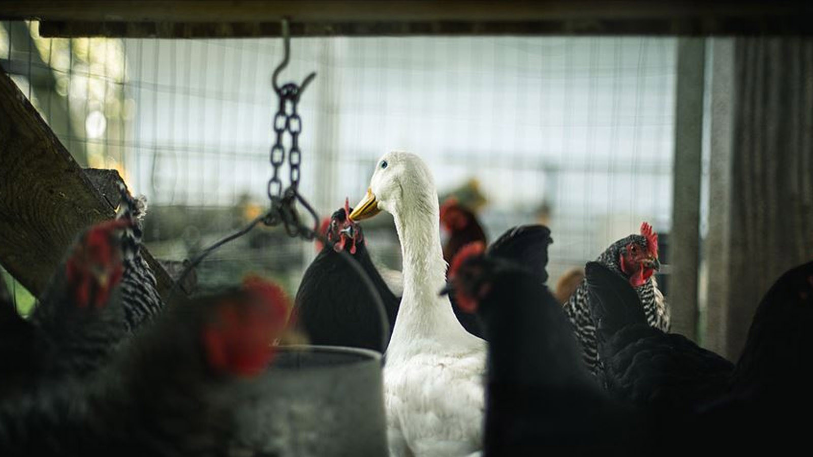 Kuş gribi kabusu geri döndü! 500 binden fazla hayvan itlaf edildi Kuş gribi kabusu geri döndü! 500 binden fazla hayvan itlaf edildi