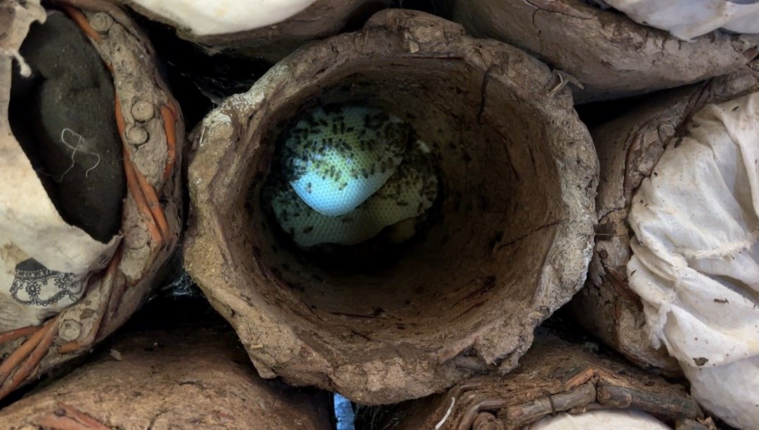 Fiyatı 2 bin 500 TL: Dağlarda zorlu hasat başladı Fiyatı 2 bin 500 TL: Dağlarda zorlu hasat başladı