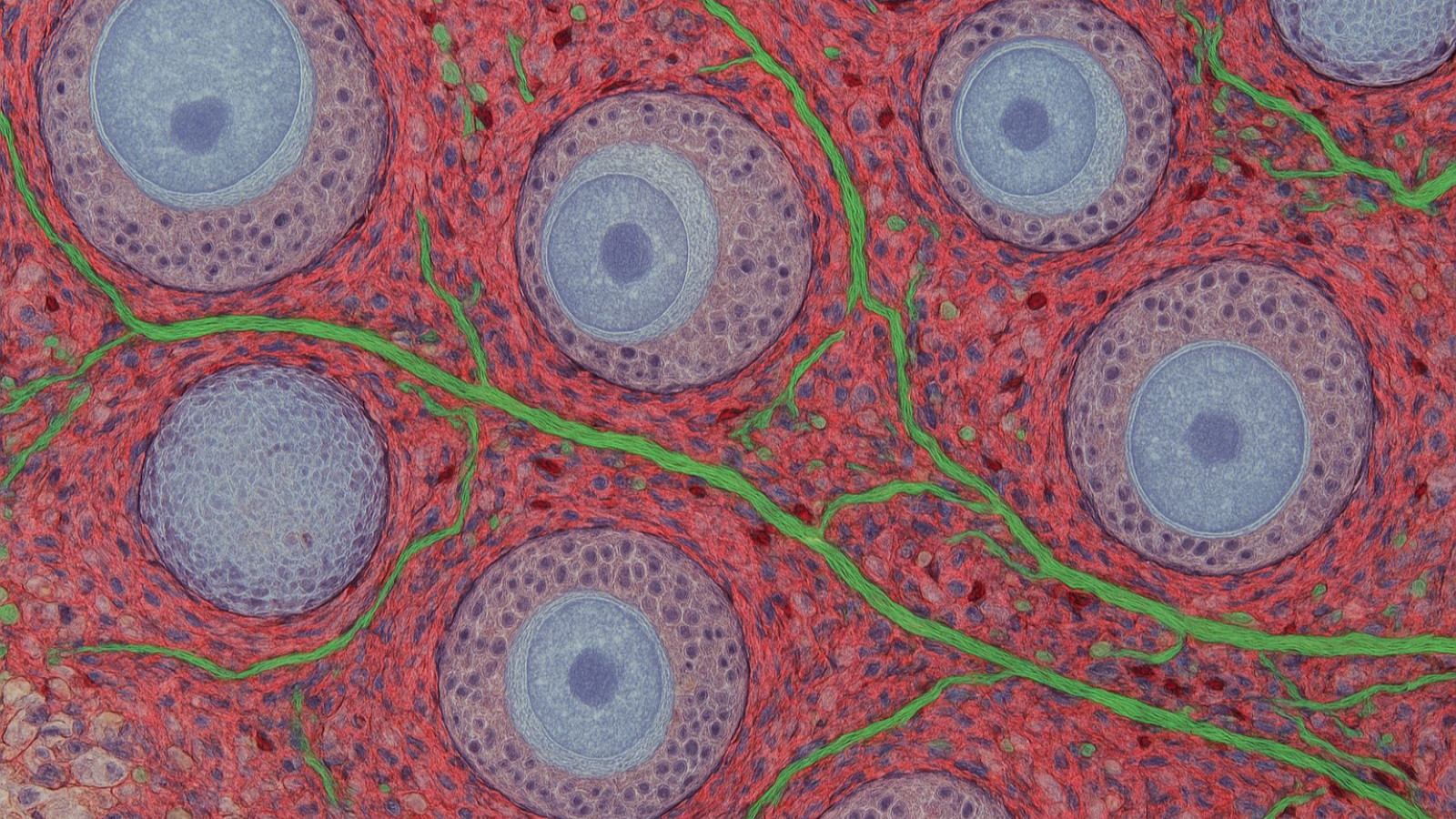 Yumurtalıkların yaşlanmasına dair yeni ipuçları keşfedildi