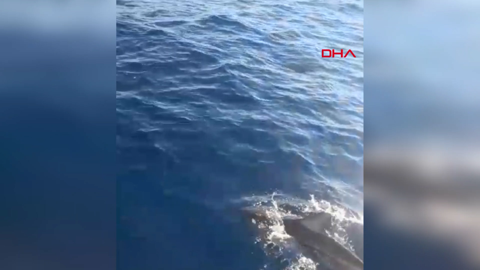 Yunusların balıkçı teknesiyle eğlenceli anları: O anlar kamerada Yunusların balıkçı teknesiyle eğlenceli anları: O anlar kamerada