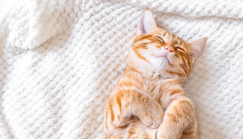 Bir Kedinin 24 Saati