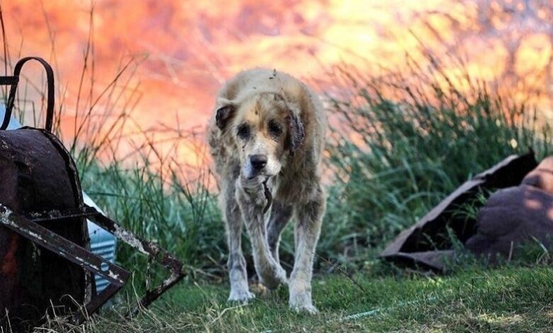 Kedi ve Köpeklerde Yanıkların Önlenmesi ve Tedavisi