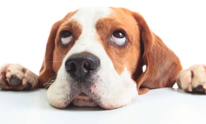 Köpek Sahiplerinin Yapmaması Gereken Hatalar