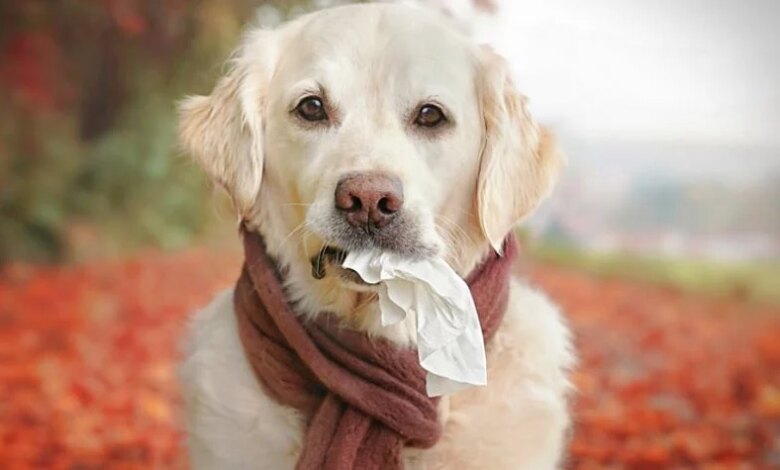 Köpeklerde Sonbahar Alerjisi ve Belirtileri Köpeklerde Sonbahar Alerjisi ve Belirtileri