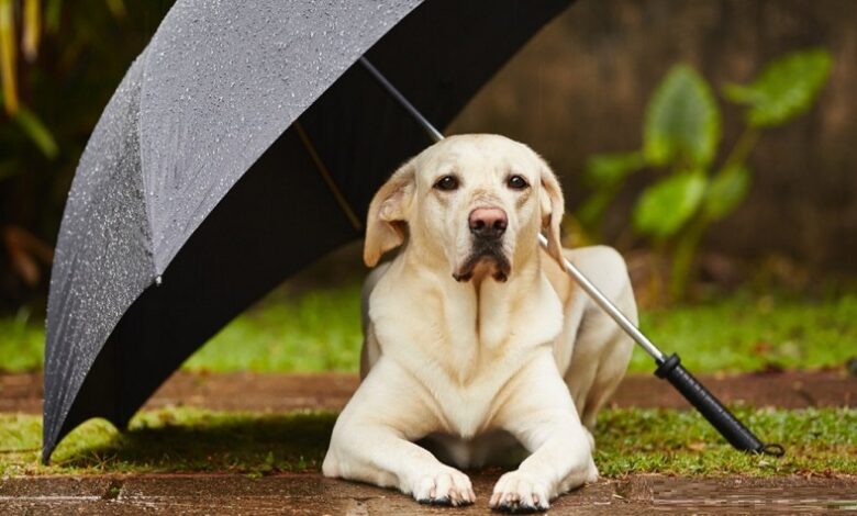 Yağmurda Köpeğinizle Güvenli Yürüyüş İpuçları