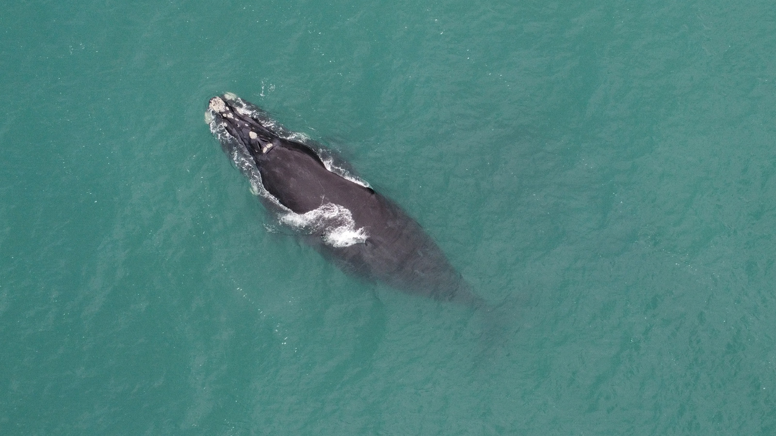 Kendi ömrünü uzatan tek hayvan… Sırrı çözülürse artık kimse yaşlanmayacak! Kendi ömrünü uzatan tek hayvan… Sırrı çözülürse artık kimse yaşlanmayacak!