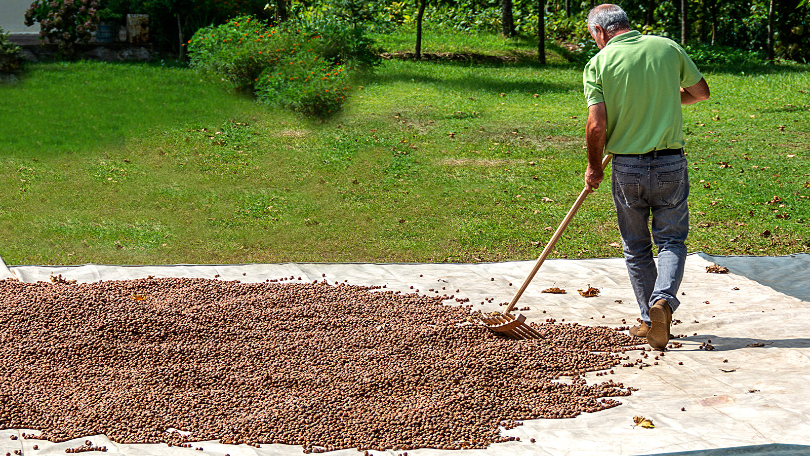 Ne kokarca böceği ne zirai don! Fiyat indirme planı geri tepti Ne kokarca böceği ne zirai don! Fiyat indirme planı geri tepti