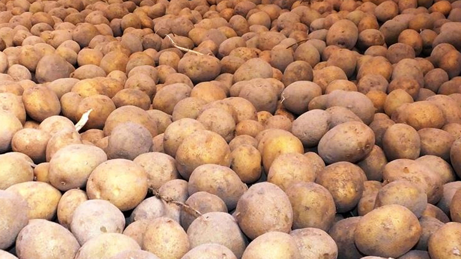 Ticaret Bakanlığından patates fiyatlarına ilişkin açıklama Ticaret Bakanlığından patates fiyatlarına ilişkin açıklama